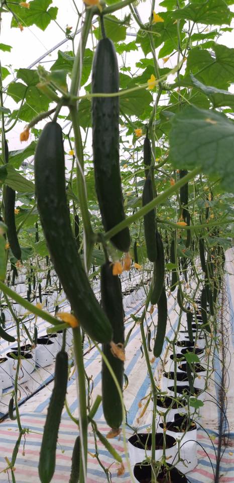 Dưa chuột Quảng Tân